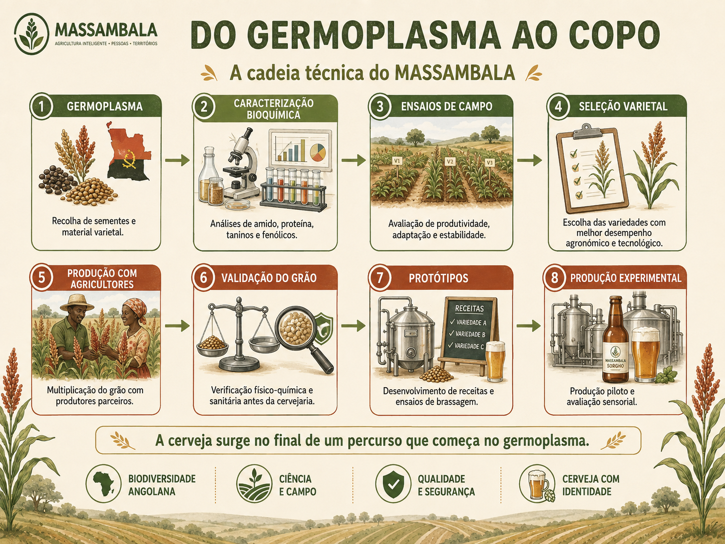 Infografia do percurso técnico do MASSAMBALA, do germoplasma ao copo, com oito etapas desde a recolha varietal até à produção experimental de cerveja.