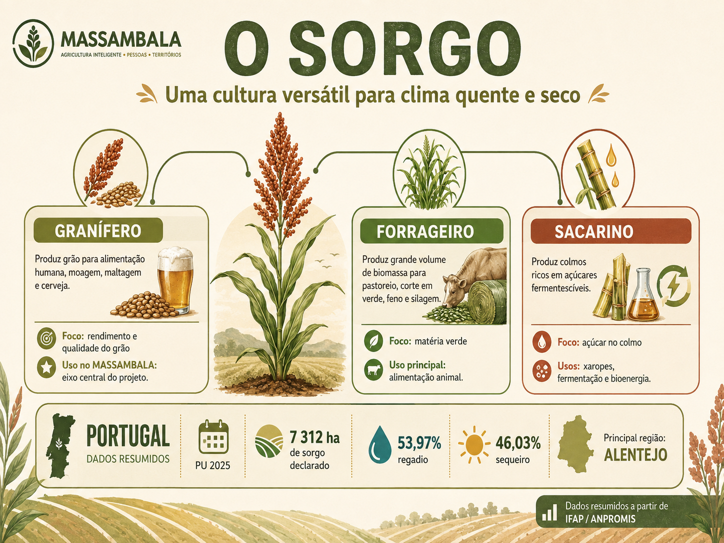 Infografia sobre o sorgo, com a divisão entre sorgo granífero, forrageiro e sacarino, e um resumo da produção declarada em Portugal.